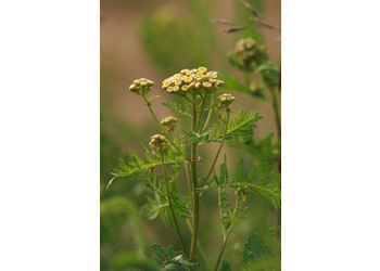 Rainfarn (Tanacetum vulgare) - © Emanuel Trummer